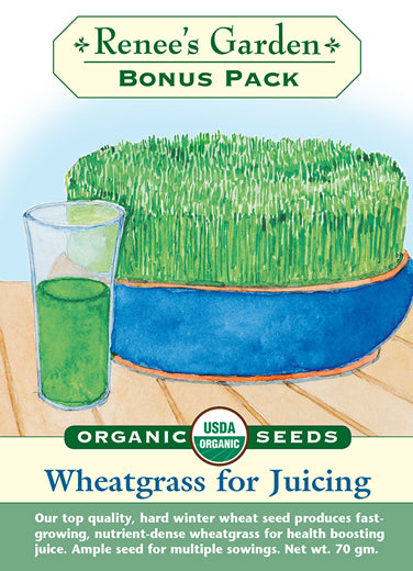 Wheatgrass For Juicing