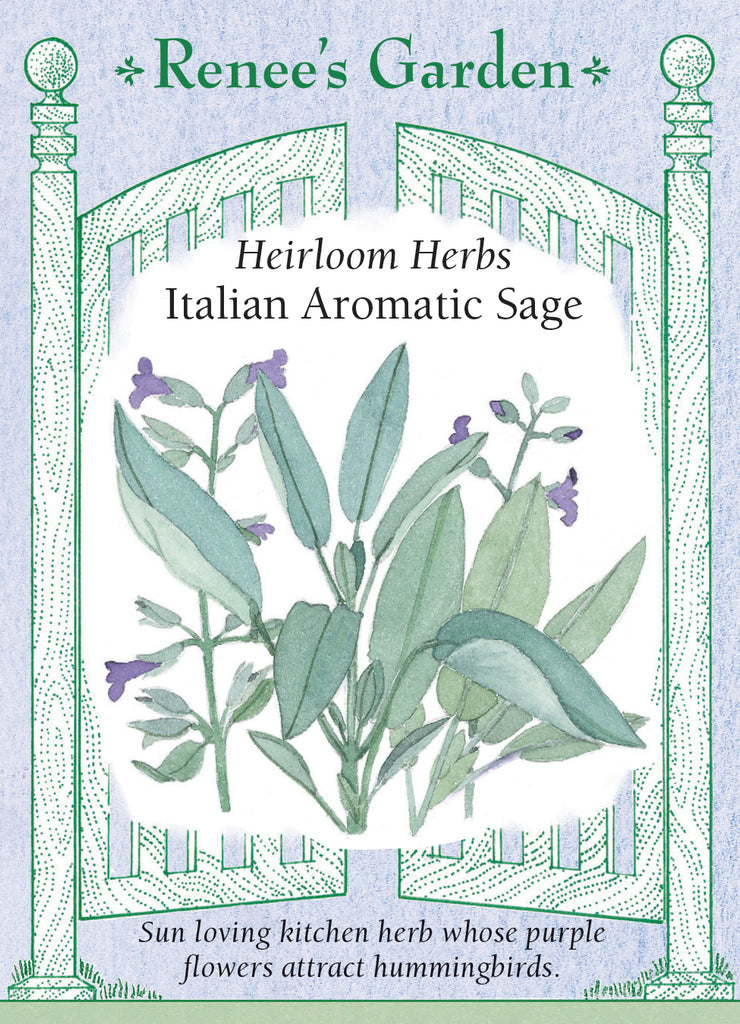 Italian Aromatic Sage