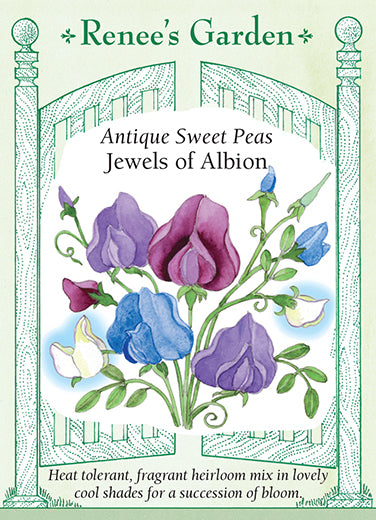Synlig Margaret Mitchell Overvind Jewels of Albion' Antique Sweet Peas | Renee's Garden Seeds