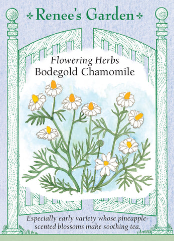 Bodegold Chamomile