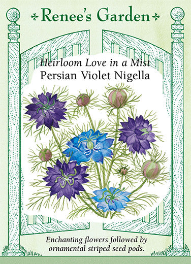 Persian Violet Nigella