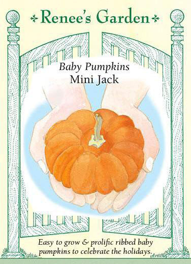 Mini Jack' Baby Pumpkins