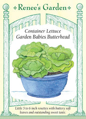 'Rhapsody' Butterhead Lettuce | Renee's Garden Seeds