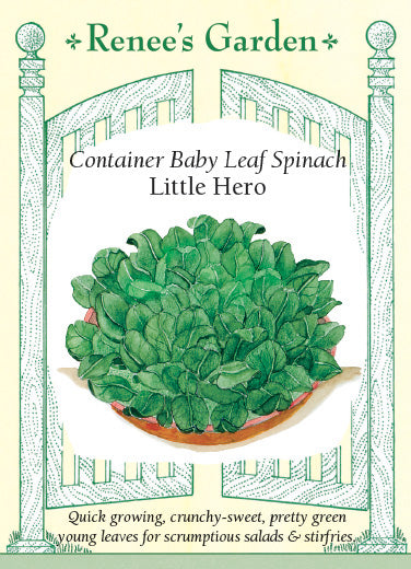 'Little Hero' Container Baby Leaf Spinach | Renee's Garden Seeds