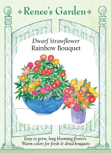 Renee's Garden 'Rainbow Bouquet' Dwarf Strawflower