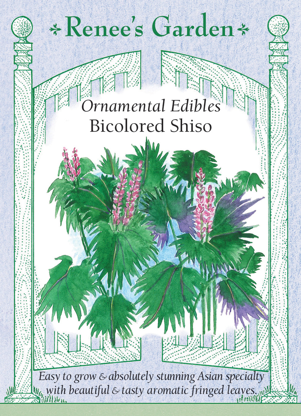 Bicolored Shiso