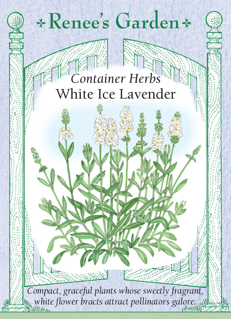 White Ice Lavender
