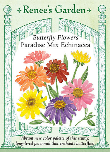 Paradise Mix Echinacea