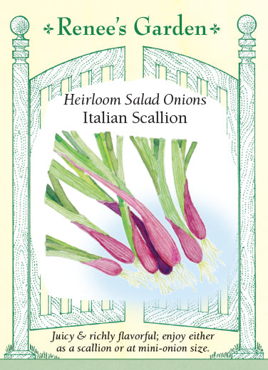 Italian Scallion' Heirloom Salad Onions