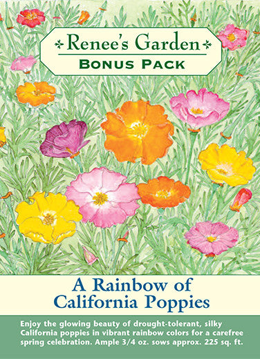 A Rainbow of California Poppies