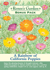 A Rainbow of California Poppies