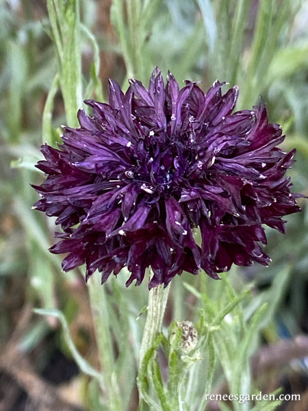 'Velvet Dawn' Heirloom Cornflowers | Renee's Garden Seeds
