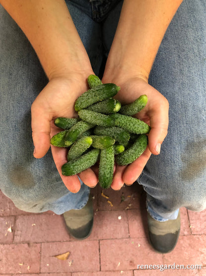 French Cornichon