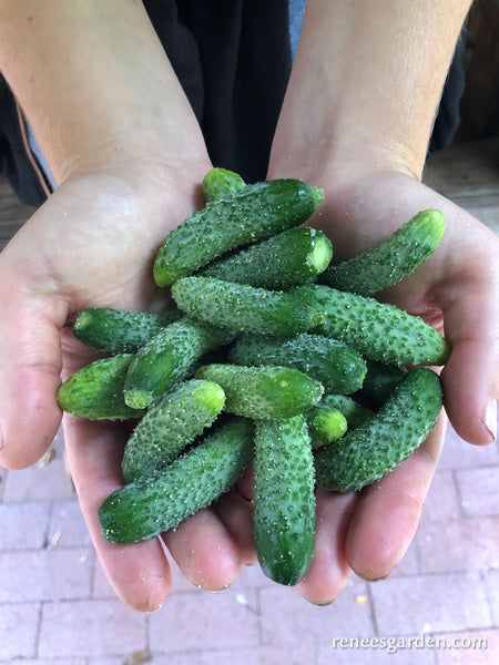 French Cornichon