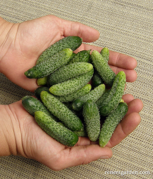 'French Cornichon' Petite Pickles Renee's Garden Seeds
