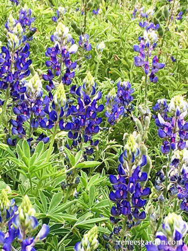is it too late to plant bluebonnet seeds Heirloom Texas Bluebonnets' Large Size Bonus Pack
