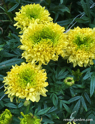 Spinning Wheels Marigolds