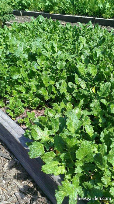 Soil Building Kodiak Mustard Cover Crop Seeds
