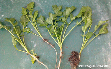 Soil Building Kodiak Mustard Cover Crop Seeds