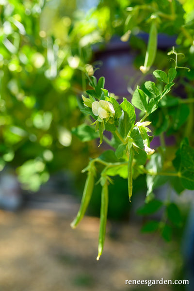 sweet pea plants for hanging baskets 'Snack Hero' Hanging Basket Snap Peas