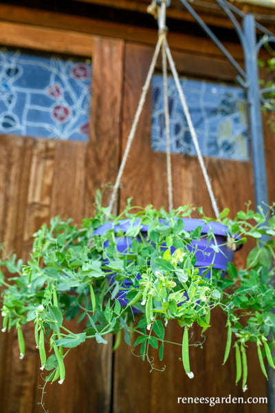 silver hanging plants Hanging Basket Snap Peas