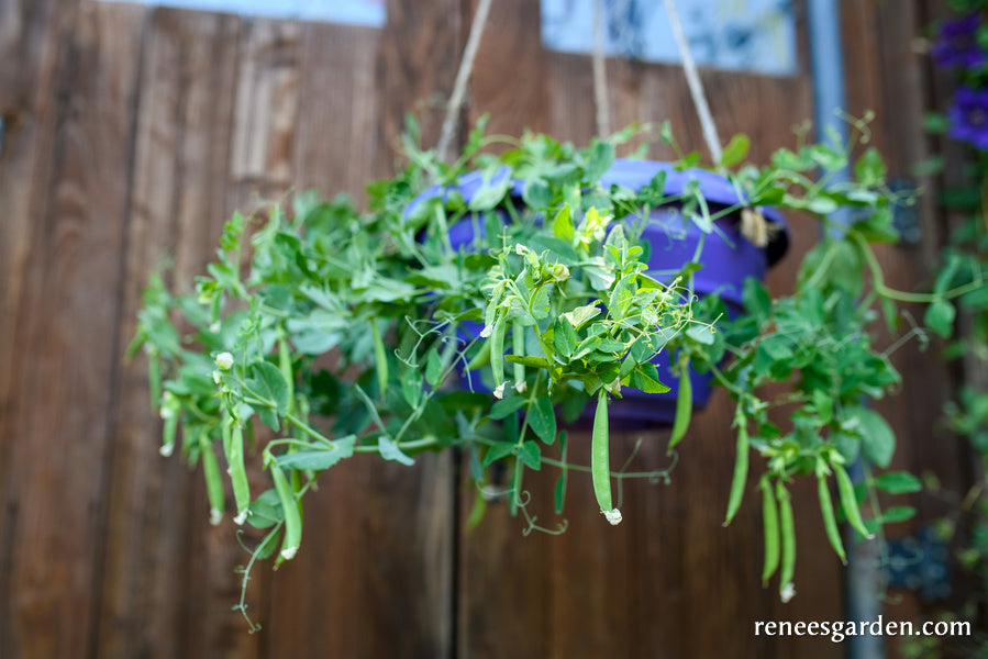 'Snack Hero' Hanging Basket Snap Peas Renee's Garden Seeds