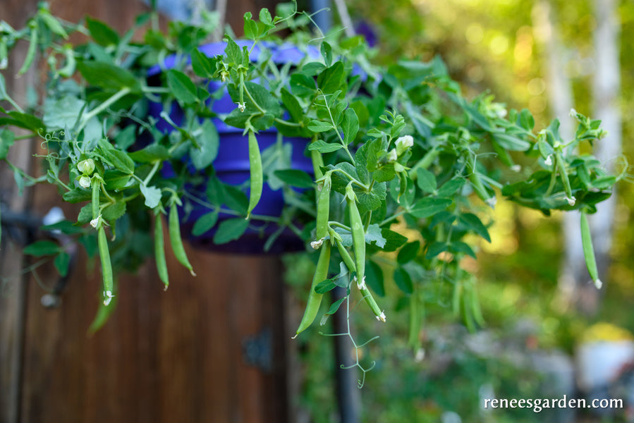 'Snack Hero' Hanging Basket Snap Peas Renee's Garden Seeds