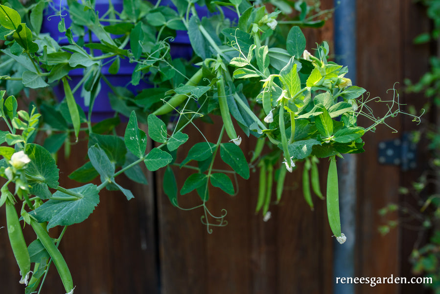 'Snack Hero' Hanging Basket Snap Peas Renee's Garden Seeds