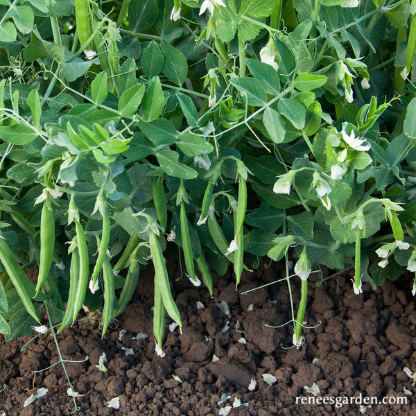 pea hanging plant 'Snack Hero' Hanging Basket Snap Peas