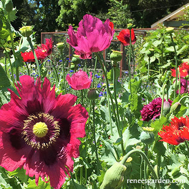 'Pepperbox Poppy' Heirloom Herbs | Renee's Garden Seeds
