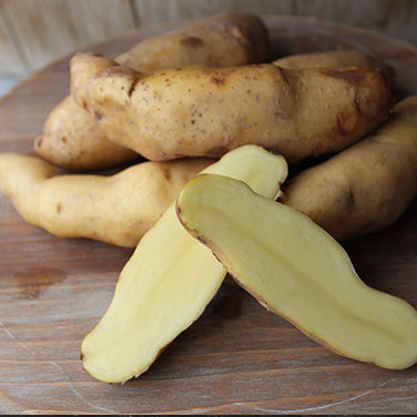 Potato Starts - Heirloom Russian Banana Fingerlings - Seed Potatoes