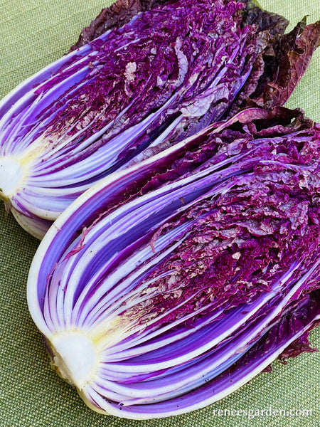 'Purple Express' Napa Cabbage | Renee's Garden Seeds