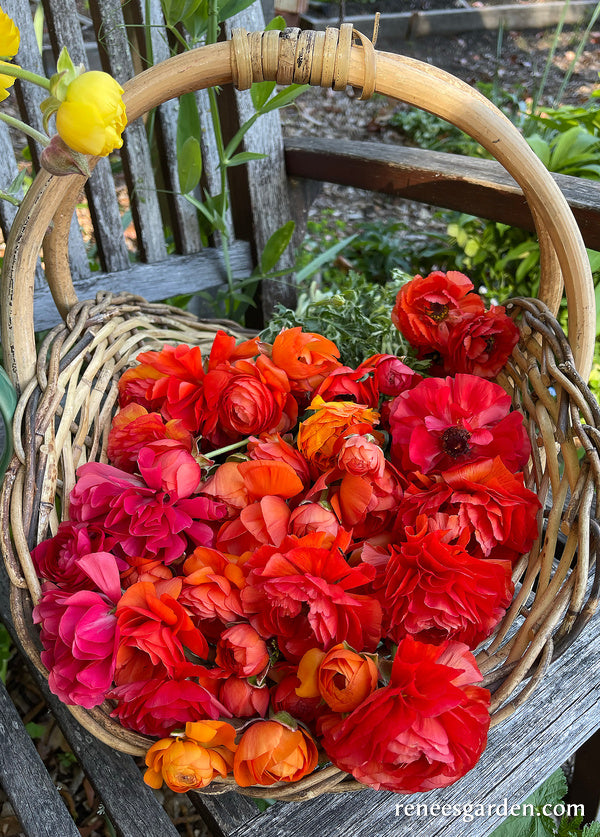 'Sunset Glow' Ranunculus Mix – Renee's Garden