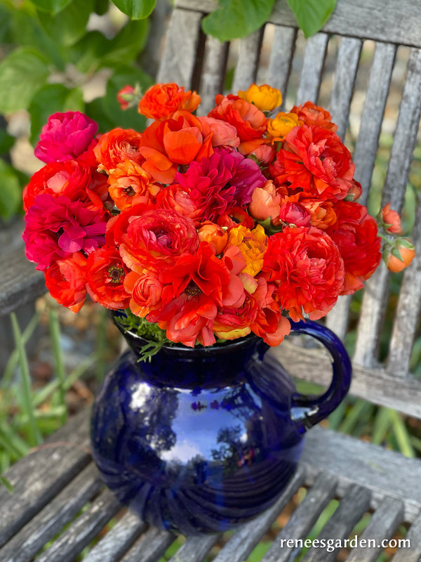 'Sunset Glow' Ranunculus Mix – Renee's Garden