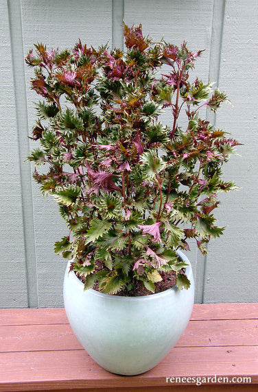 Bicolored Shiso