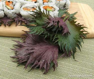 Bicolored Shiso