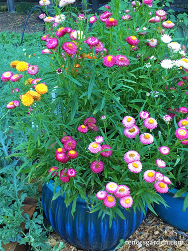 Renee's Garden 'Rainbow Bouquet' Dwarf Strawflower