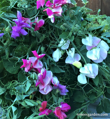 Tyranny beslag Bestemt Color Palette Cupid' Windowbox Sweet Peas | Renee's Garden Seeds