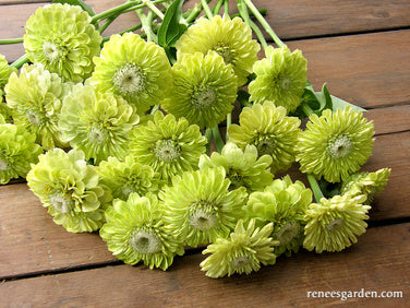 50 Green Envy Znna Seeds, Znna Elegans ZE0450 - Etsy 50 Green Envy Znna Seeds, Znna Elegans ZE0450 - Etsy