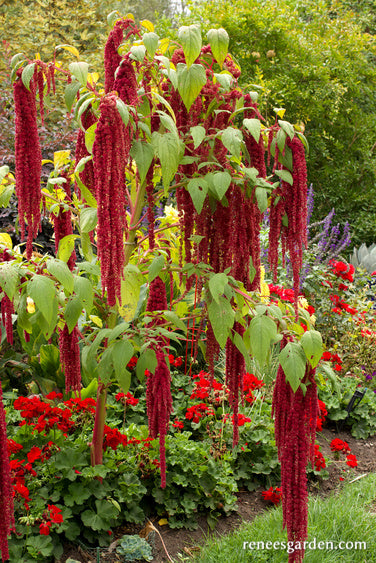 Love Lies Bleeding