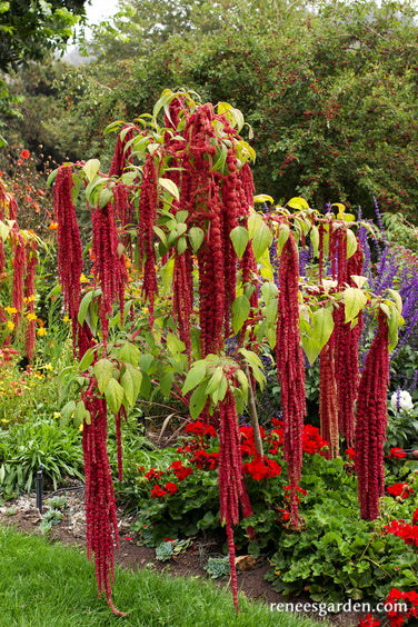 Love Lies Bleeding