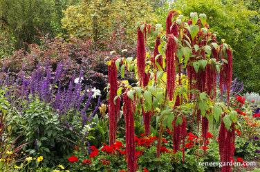 Love Lies Bleeding