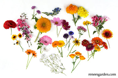 Endless Bouquets Cut Flower Garden