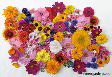 Endless Bouquets Cut Flower Garden