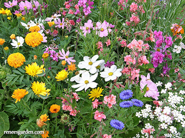 Endless Bouquets Cut Flower Garden