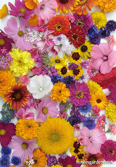 Endless Bouquets Cut Flower Garden