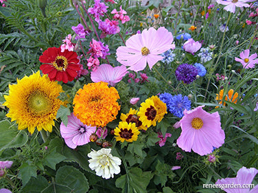 Endless Bouquets Cut Flower Garden