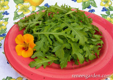 Runway Arugula