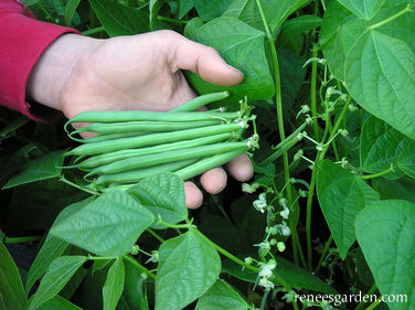 'Classic Slenderette' Bush Beans | Renee's Garden Seeds