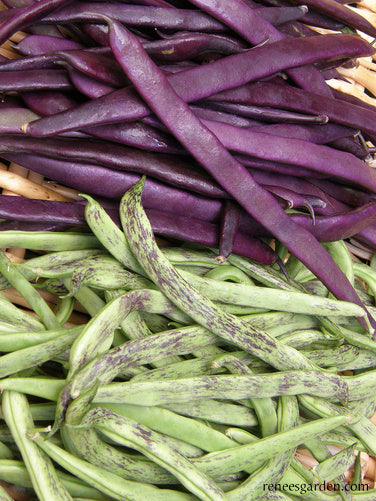 planting rattle snake beans utube Rattlesnake & Purple Pole' Beans – Renee's Garden
